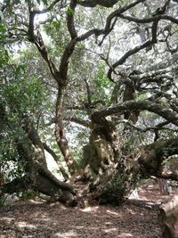 Trees growing in forest