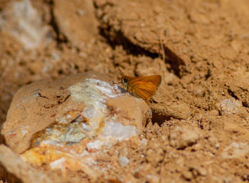 High angle view of butterfly on rock