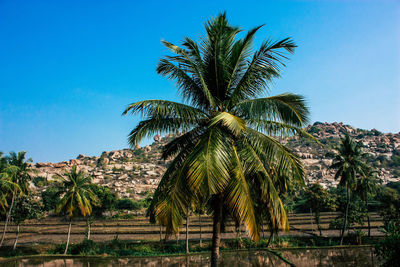 Palm trees against clear blue sky