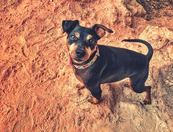 High angle portrait of dog sitting on land