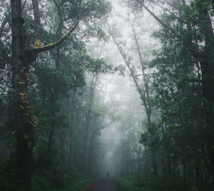Trees in forest