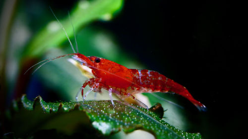 Close-up of insect on plant