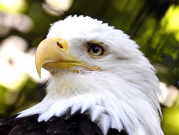 Close-up portrait of eagle