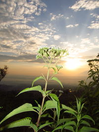 Plant growing on field against sky during sunset