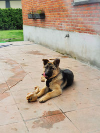 Dog lying down on footpath