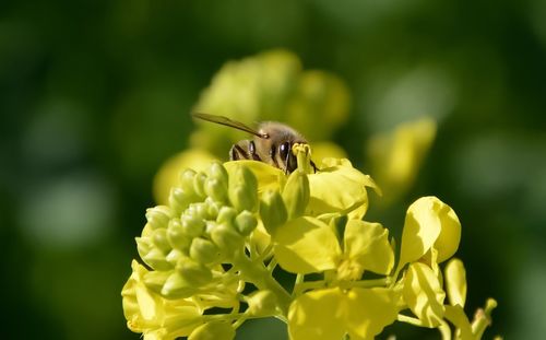 Close-up of bee on yellow flower