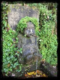 Moss growing on rocks