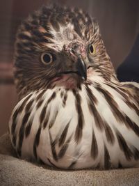Close-up portrait of owl