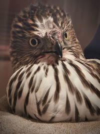 Close-up portrait of bird