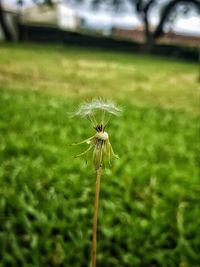 Close-up of wilted dandelion flower on field