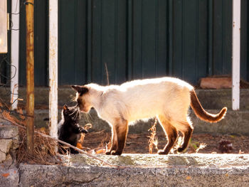 Side view of a cat