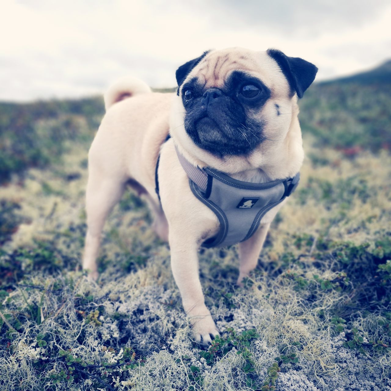 canine, one animal, dog, animal themes, mammal, pets, animal, domestic animals, domestic, vertebrate, pug, lap dog, grass, small, field, land, no people, nature, portrait, day