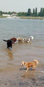 Dog standing in the lake