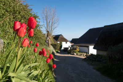 Close-up of red flowers blooming against house