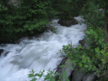 Stream flowing in forest