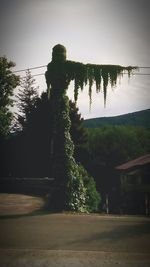 Trees growing on landscape