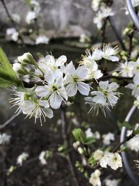 Close-up of white cherry blossom