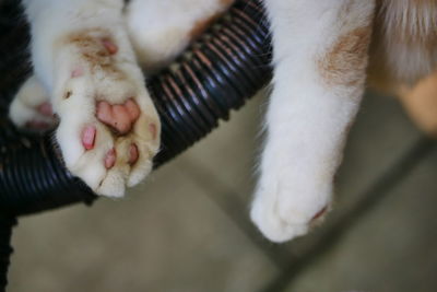 Close-up of cat hand