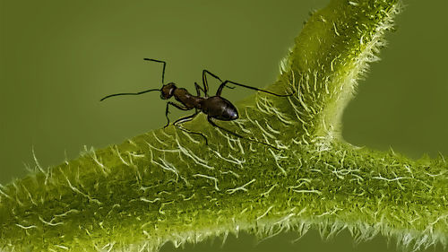 Close-up of insect on leaf