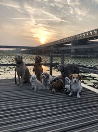 Dogs sitting on railing by sea against sky during sunset