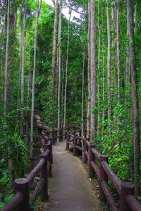 Walkway amidst trees in forest