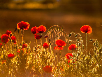 Close-up of red poppy flowers on field