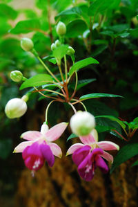 Close-up of pink flowers