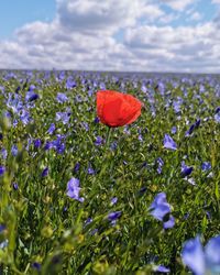 Close-up of purple poppy flowers growing on field