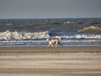 Dog on beach
