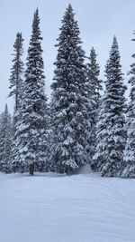 Trees on snow covered landscape