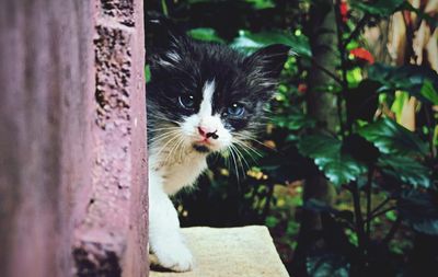 Close-up portrait of cat