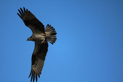 Low angle view of eagle flying against clear blue sky