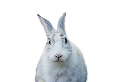 Close-up of an animal against white background
