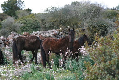 Horses in a field