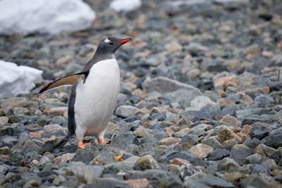 Gentoo penguin stands on shingle lifting flipper