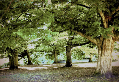 Trees in park