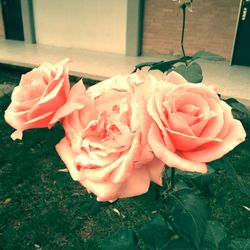 Close-up of rose blooming outdoors