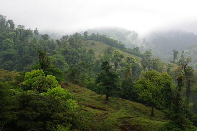 Trees in forest against sky