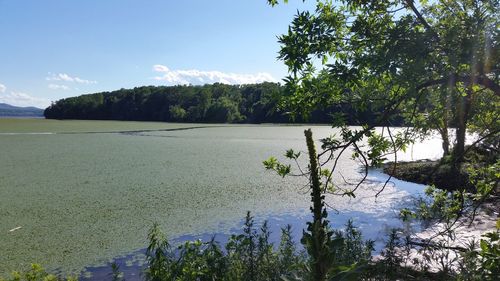 Scenic view of lake in forest against sky