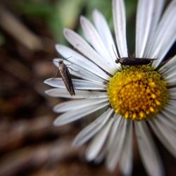 Close-up of butterfly pollinating on flower