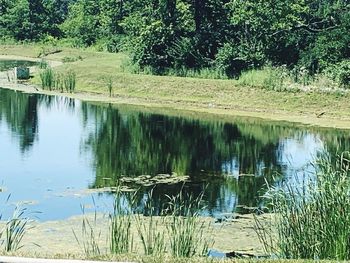 Scenic view of lake by trees in forest