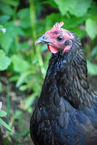 Close-up of a bird