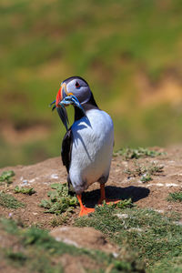 Close-up of bird perching on rock