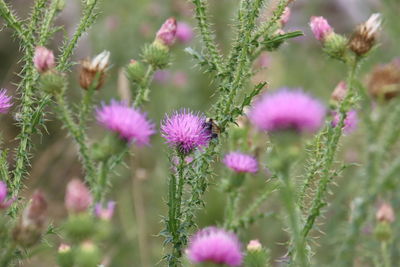 Close-up of pink flowering plants on field