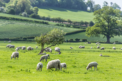Sheep grazing on field