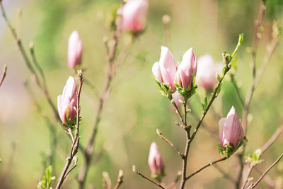 Close-up of pink flowering plant