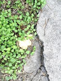 Plants growing in pond