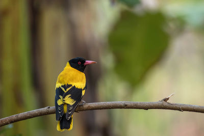 Close-up of bird perching on branch