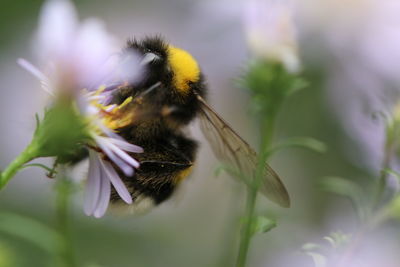 Close-up of bee on flower