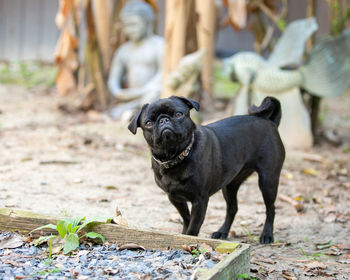 Portrait of dogs standing on field